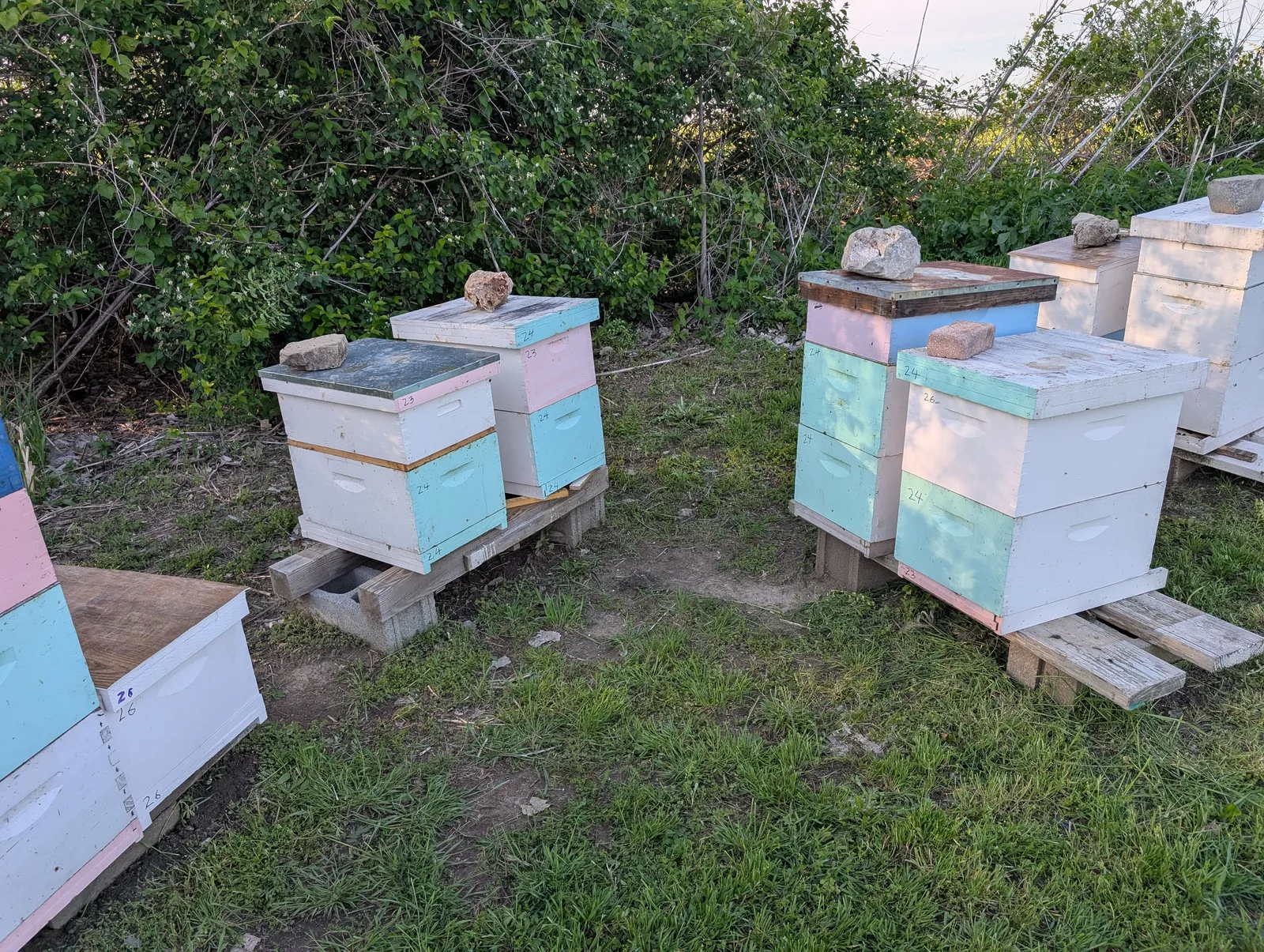 Apiary pod 1b