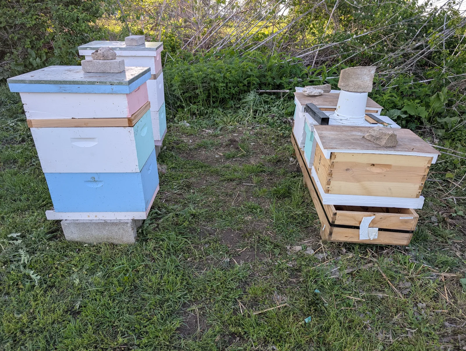 Apiary pod 3