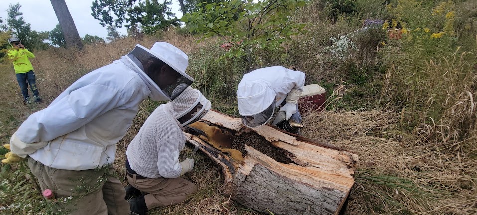 Cutting and reframing comb